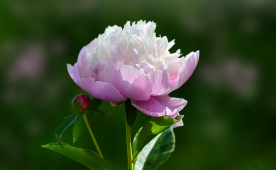 Garden Delight