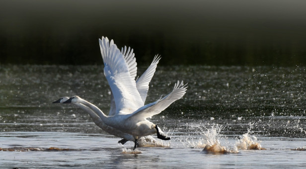Graceful Swans