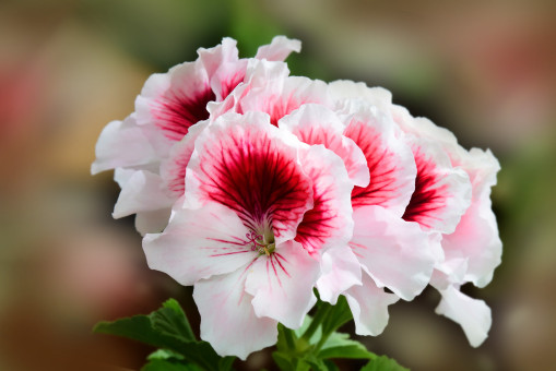 Springtime Beauty