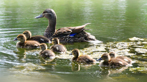 Spring Ducklings