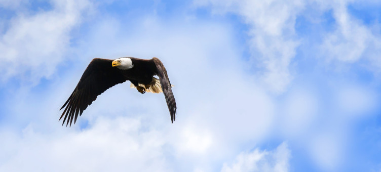 Majestic Flight