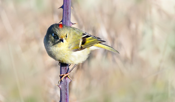 Ruby Crowned Kinglet
