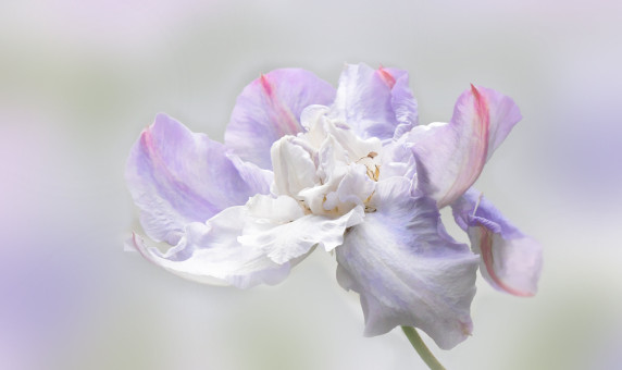 Clematis Beauty