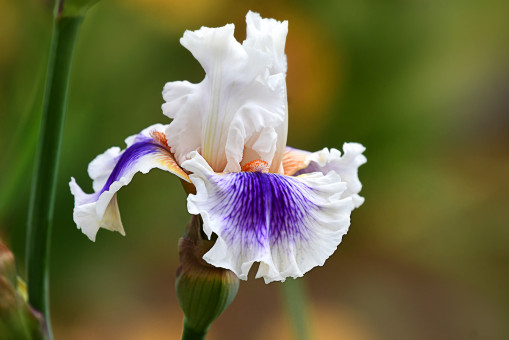 Sumptuous