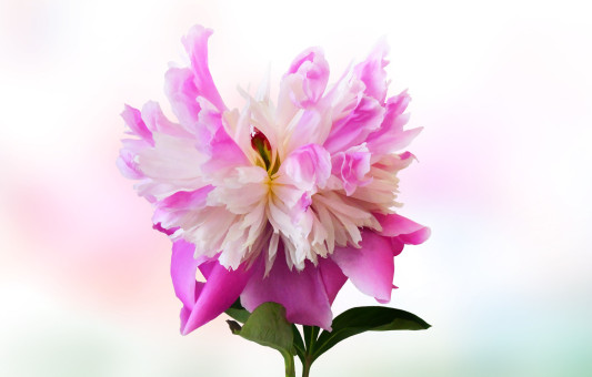 Fancy Peony