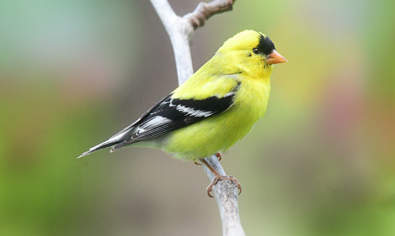 Resting Finch