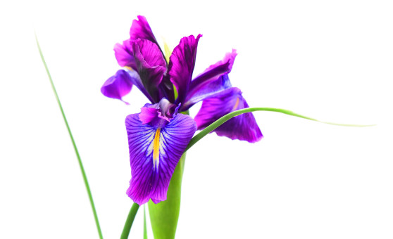 Exquisite Iris