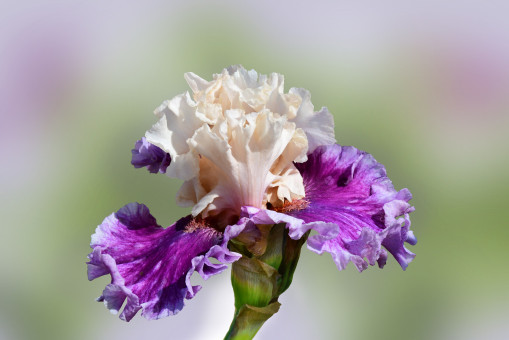 Iris Elegance