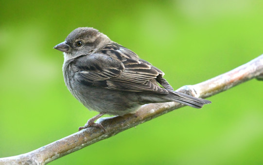 Juvenile Sparrow