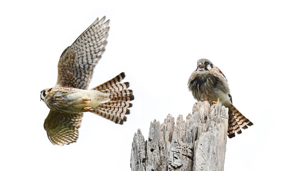 Kestrels