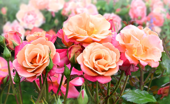 Colorful Roses