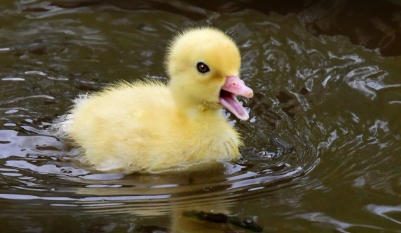 Springtime New Arrival