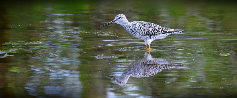 Morning Wading