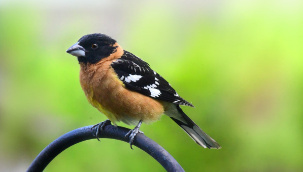 Male Black-headed Grosbeak