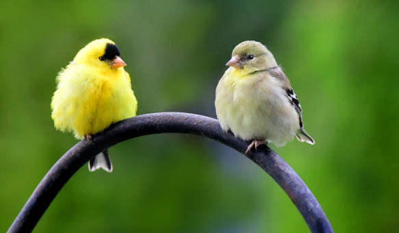 Adorable Pair Of Finches
