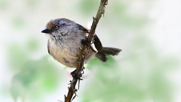 Charming Female Bushtit