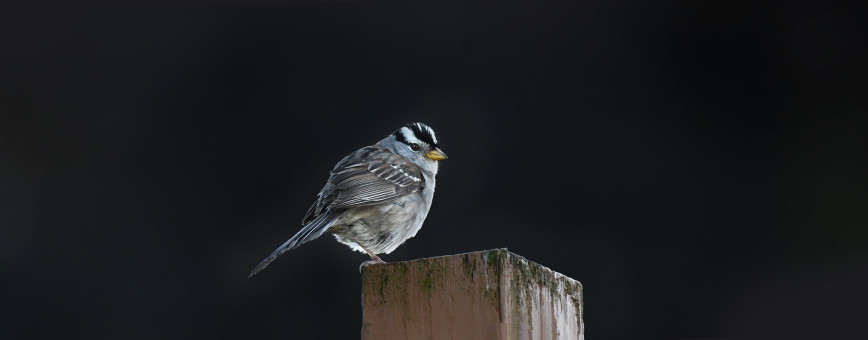 White Crowned Sparrow