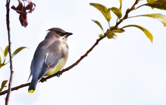 Waxwing Beauty
