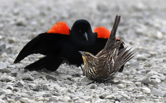 The Suitor