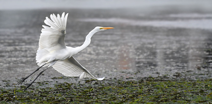 Graceful