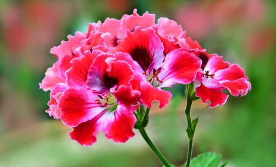 Cheerful