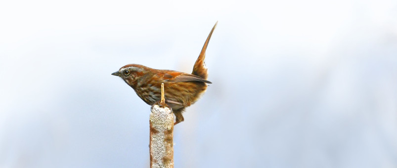 Cattail Perch