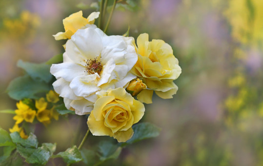 Summer Roses