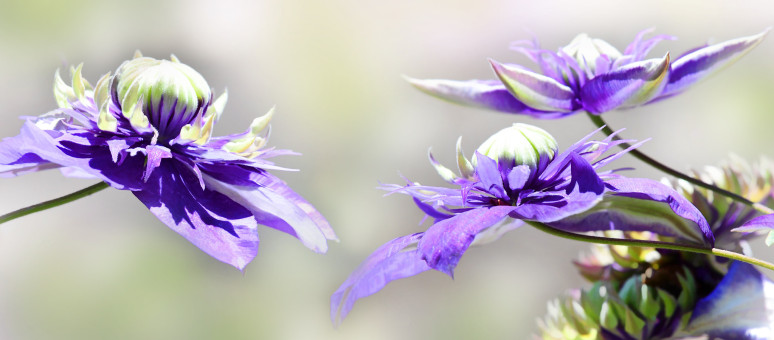 Sumptuous Petals