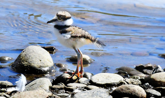 Baby Killdeer
