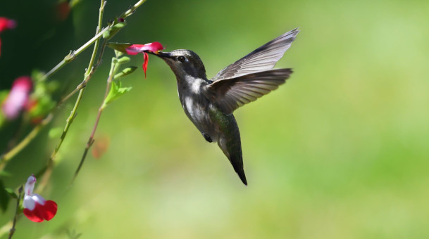Salvia Lover