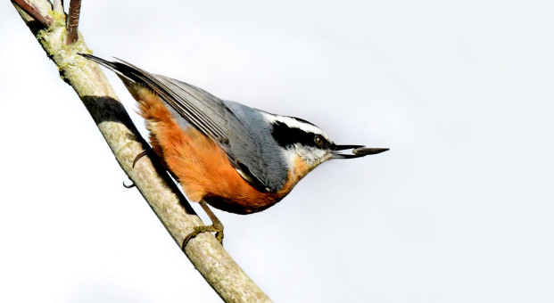 Male Red Breasted Nuthatch
