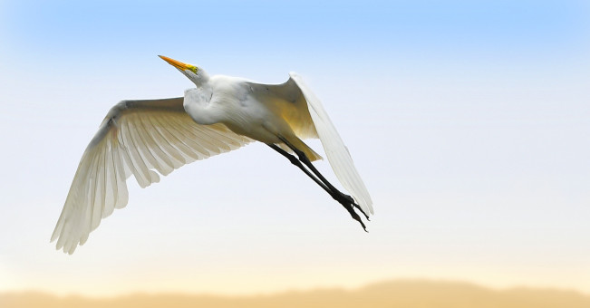 Soaring Egret