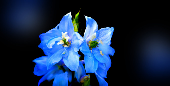 Blue Beauties