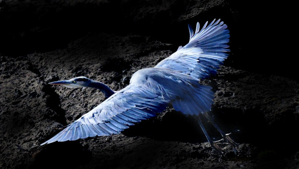 Blue Heron At Dusk