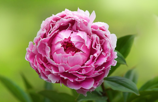 Sumptuous Peony