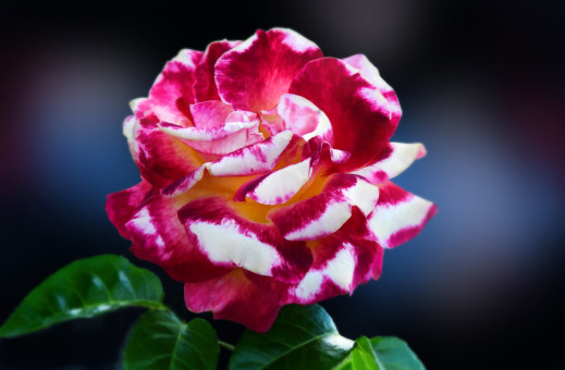 Elegant Rose