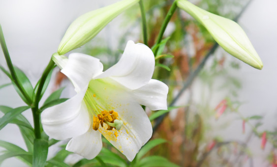 Gorgeous Flower