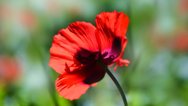 Garden Beauty