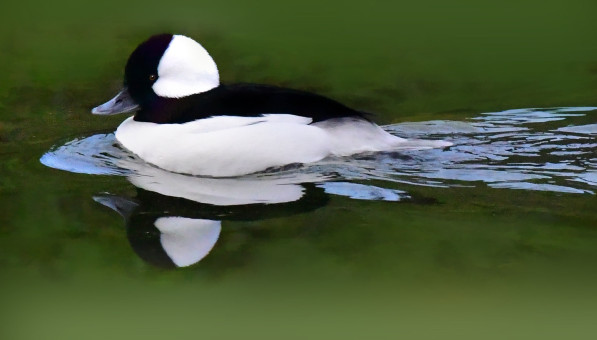 Bufflehead