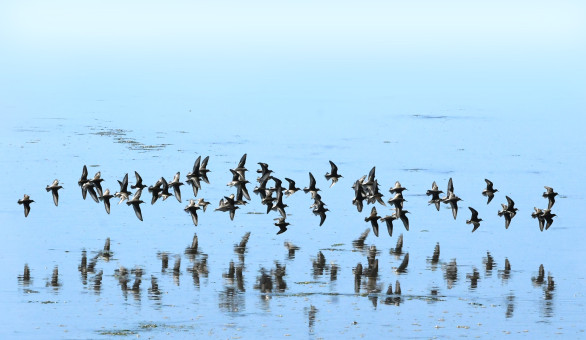 Shorebirds Flight