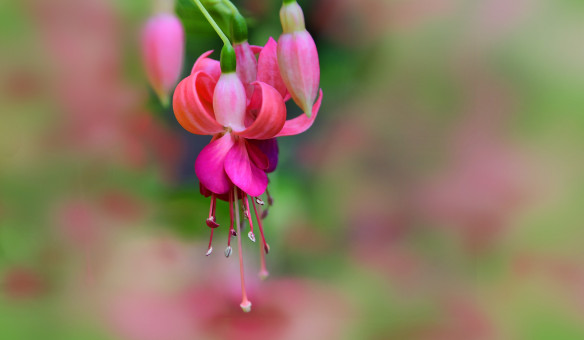 Pretty Fuschia