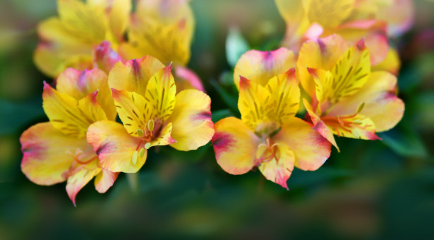 Summertime Flowers