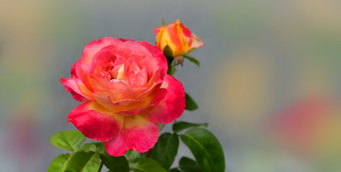 Pleasant Rose