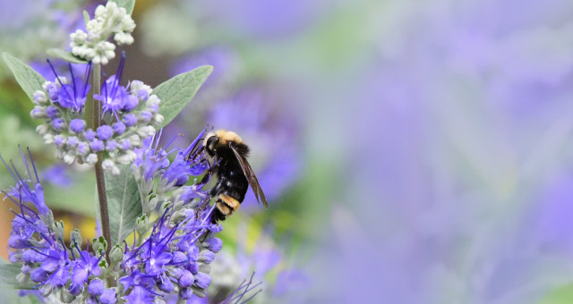 Busy Bee
