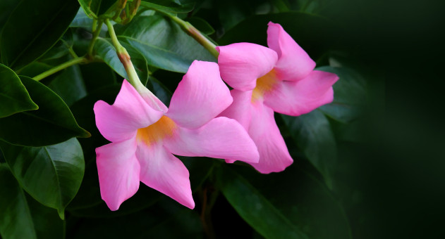 Summer Flowers