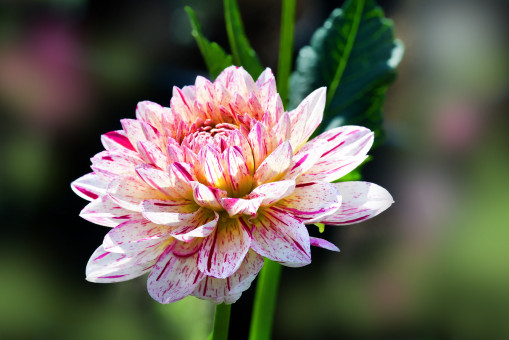 Exquisite Dahlia