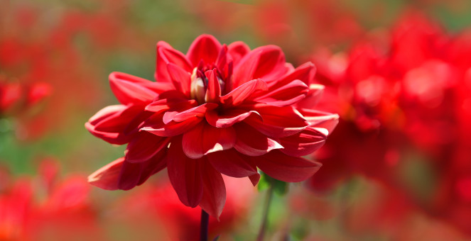 Red Dahlia