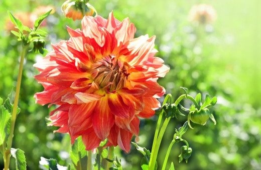 Summer Petals