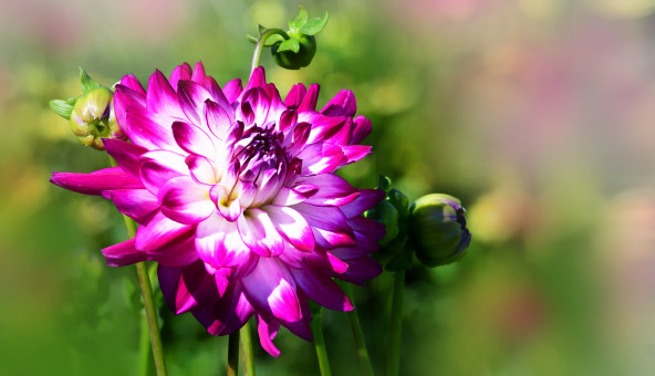 Dahlia Delight