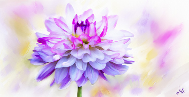 Dahlia Study